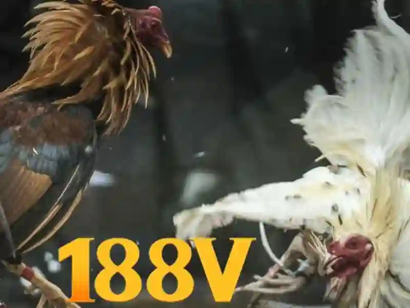 Trải nghiệm người dùng và phản hồi từ cộng đồng