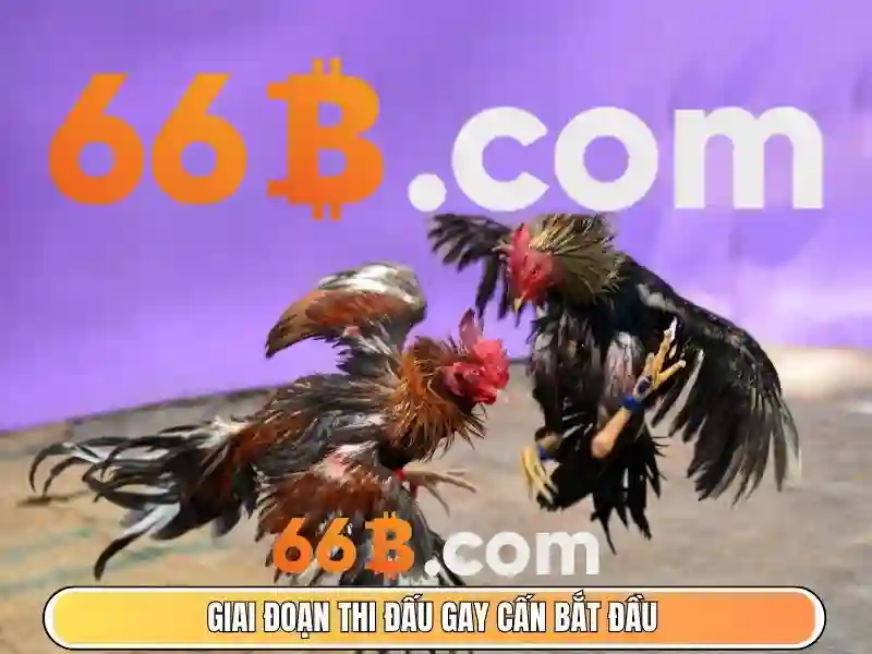 66b hoàn tiền – Trải nghiệm, đánh giá và tiềm năng phát triển