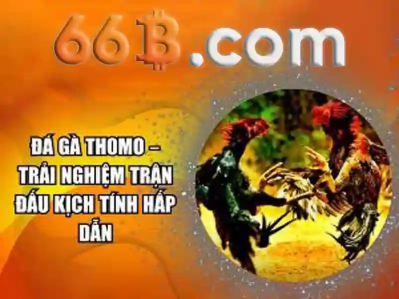 66b faq tổng quan